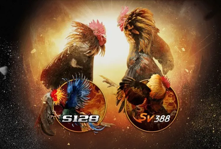 Sảnh Đá gà tại nhà cái Tin88 mang tới cho người chơi nền tảng cá cược trực tuyến nổi bật