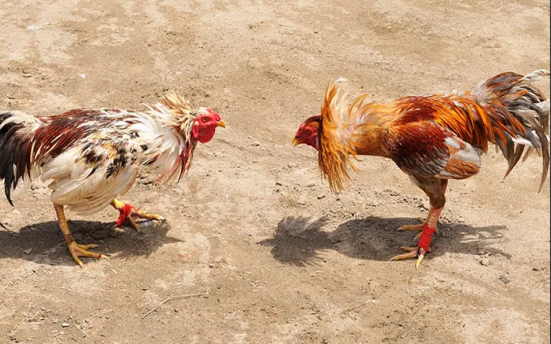 Đá Gà ISC tại Tin88 là một hình thức cá cược đá gà trực tuyến hàng đầu